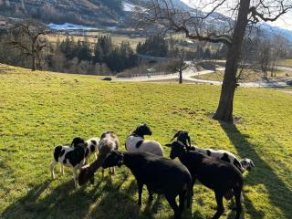 Forsthof Taxenbach - Taxenbach - 8