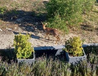 Lavender Lane! Studio cottage! - Langebaan - 1
