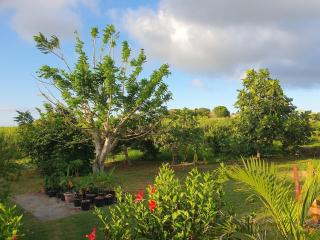 Le jardin d'Elissya - 6