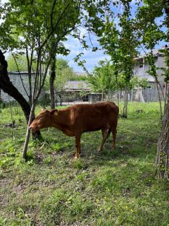 Guest House Sveta - 4