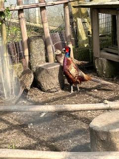 Guest House Sveta - 6