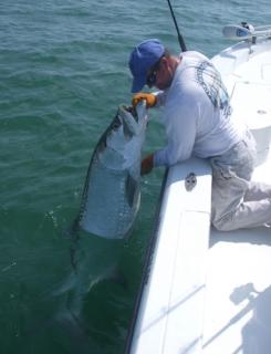 Venice Florida near beach - Venice - 6