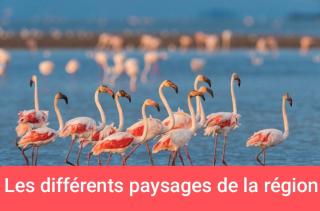 Van aménagé 3 couchages sans SANITAIRE proche de la plage - Mauguio - 0