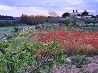 Marazur - Poggiardo - 9