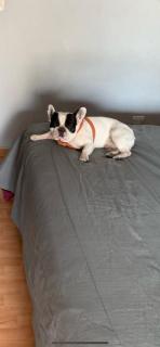 Departamento con Perro - Mar del Plata - 0
