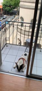 Departamento con Perro - Mar del Plata - 4