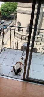 Departamento con Perro - Mar del Plata - 2