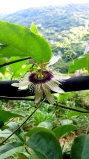 Blue Sky Lodge - Nicoya - 3
