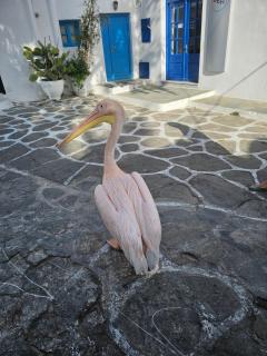 Vanila Studio - Città di Mykonos - 2