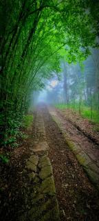Never Daunted - 1