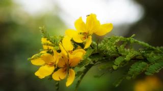 Sandra Resort Sigiriya - 1