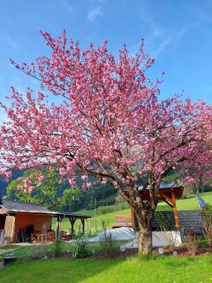 Hofpower`s Mountain Feeling - Hinterstoder - 5