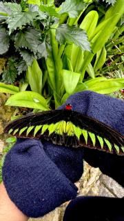 Riverview Bungalow in Cameron Highlands - Tanah Rata - 3