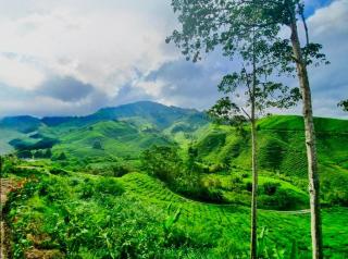 Riverview Bungalow in Cameron Highlands - Tanah Rata - 9