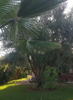 Beautiful Moroccan-style villa - Douar Soukkane - 5