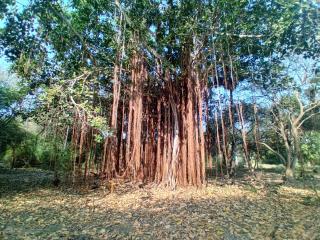 Enoch Guest House - Mannar - 5