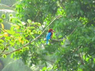 Green Palm Villa - 9