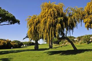 Charming Vale Do Lobo Villa Casa Vale Do Lobo 832A 3 Bedrooms Short Walk To Praca - Vale do Lobo - 0