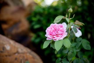 Camissa Farm - Stellenbosch - 4