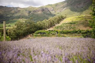 Camissa Farm - Stellenbosch - 2