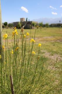 Complejo Piuquenes Valle de Uco - 5