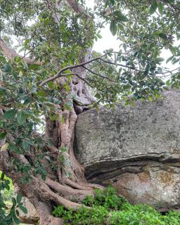 In the Wild by RoamCeylon - Polonnaruwa - 5