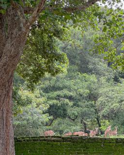 In the Wild by RoamCeylon - Polonnaruwa - 1