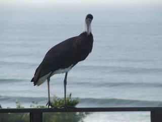 Ocean Grove Guesthouse - Port Edward - 7