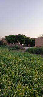 Traditional Village Farm Stay Nature & Peace in desi food - - 1
