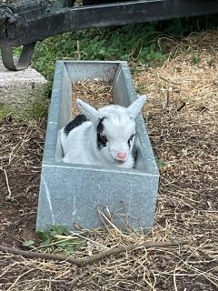 Kerrib Farm - Pomeroy - 2