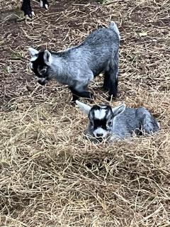 Kerrib Farm - Pomeroy - 3