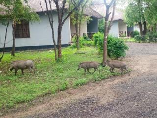 Mikumi Adventure Lodge - 5