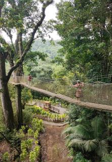CAMELEON Guest - Fort-de-France - 1