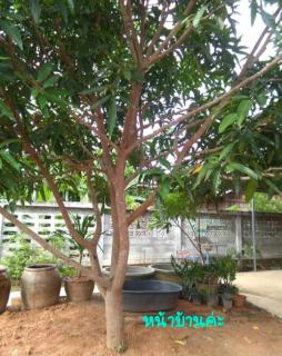 Soowicha Sweet Pink House - - 5