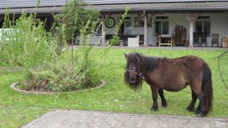 Hoeveheikant - Lage Mierde - 9
