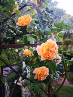 Villa Miron - Menton - 4