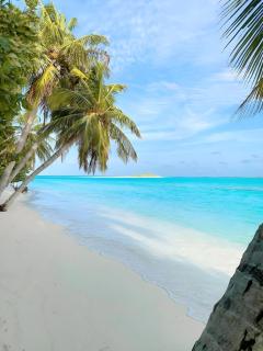 Aquatic Mathiveri - Mathiveri - 6