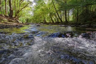 Whispering Creek - Cosby - 0