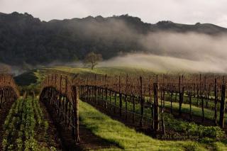 Charming Sonoma Cottage 2BD and 2BA Close to Plaza - Sonoma - 9