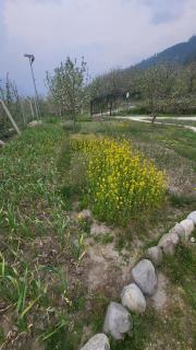 Naggar Studio- 3BHK Homestay by Homeyhuts - 1