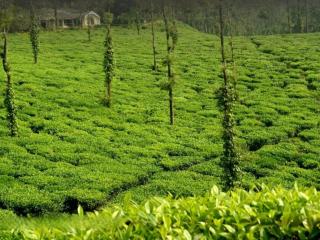 The Breeze Cottage - Kalasa - 9