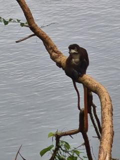 Nile river cottages - Jinja - 5