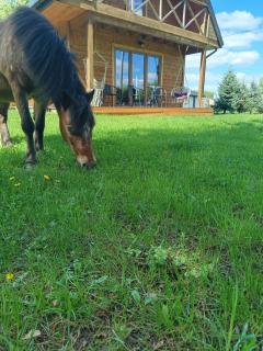 Horse house - Kępie Żaleszańskie - 6