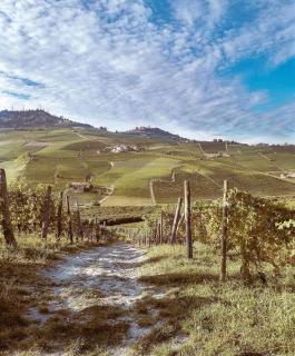 Le Tre Betulle - Bossolasco - 9