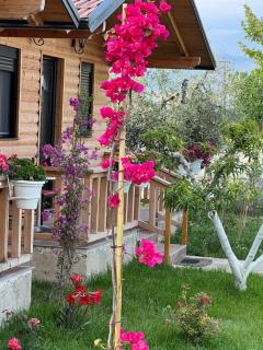 Guest House Dimal Berat - Pashalli - 1