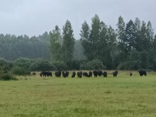 Chata Spokoju pod Gwiazdami - 8