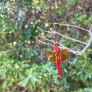 CountryLake HouseCabin - Belton - 1