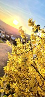 Gjesterom til leie i et privat hus - 3