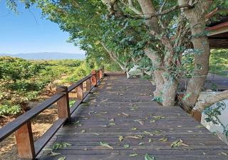 Napahong forest camp - - 2