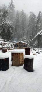 The Shalli Tribe - Shimla - 4